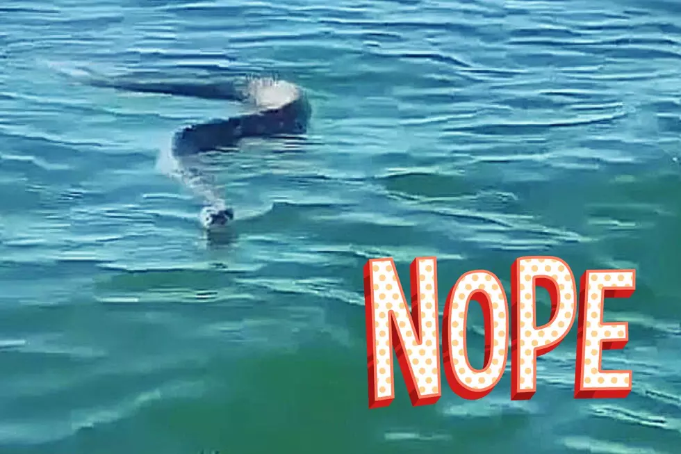 NOPE. This Video of a Rattlesnake Swimming on a Texas Lake is Freaking People Out