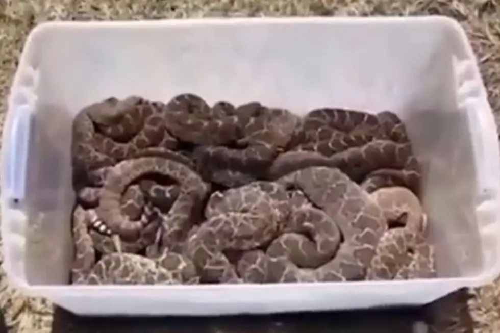 When Are Snakes The Most Active In Texas, And How To Protect Yourself?