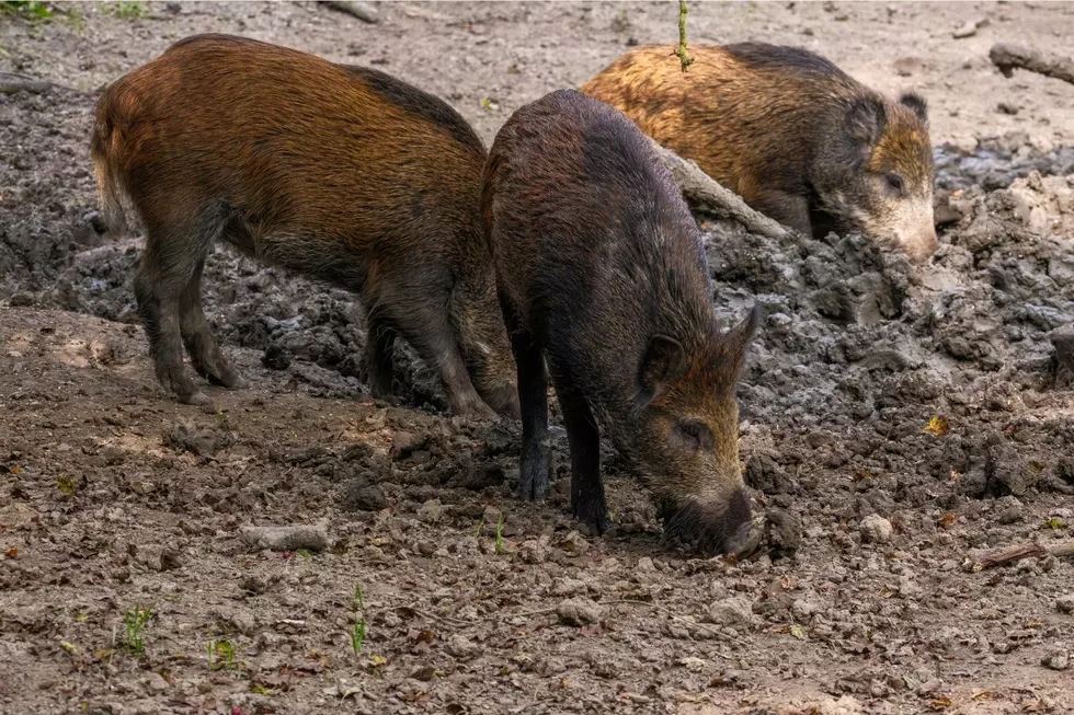 The Environmental Problems Of Feral Hogs In The State Of Texas